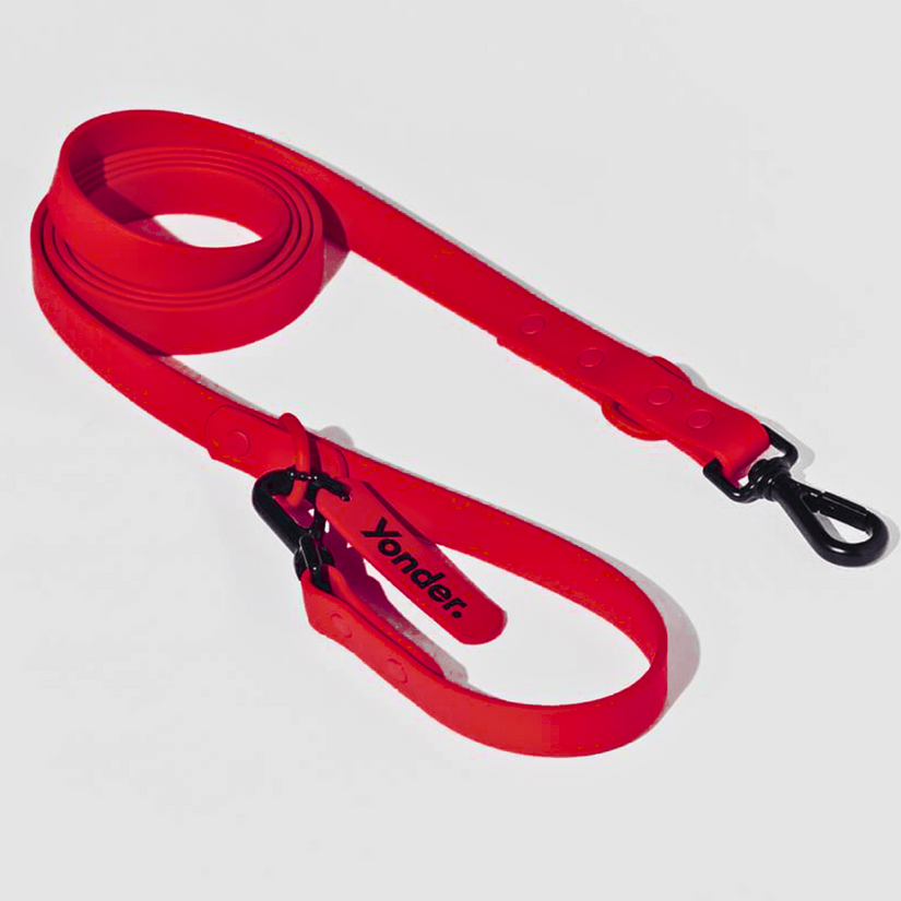 colourful red dog leads