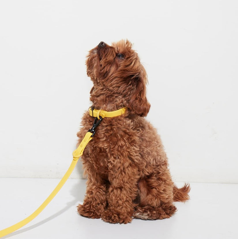 yellow puppy collar & lead