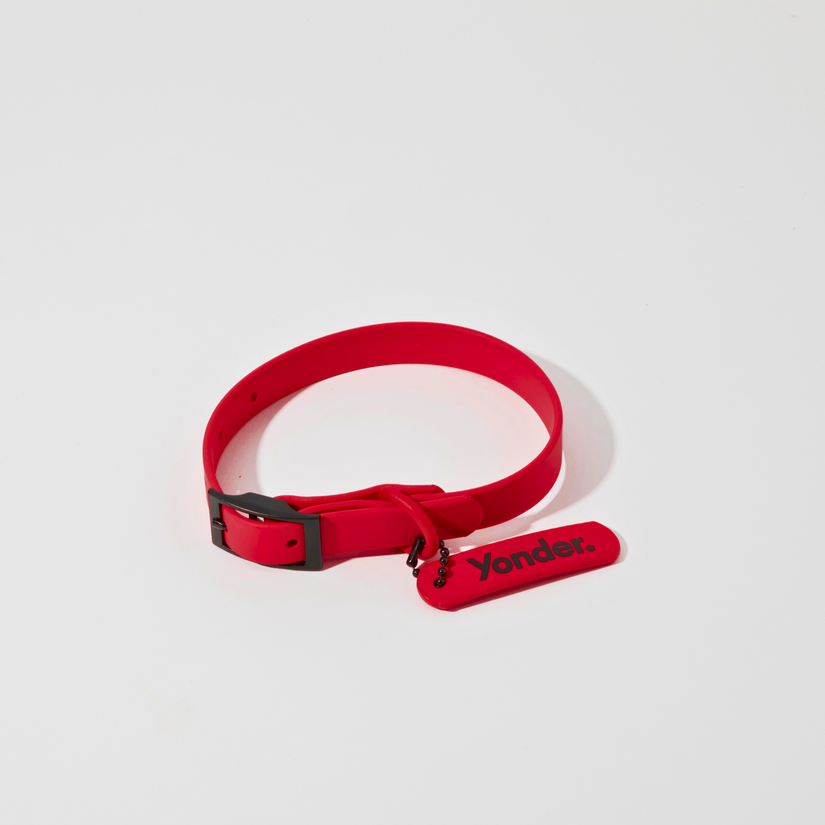 colourful red dog collars