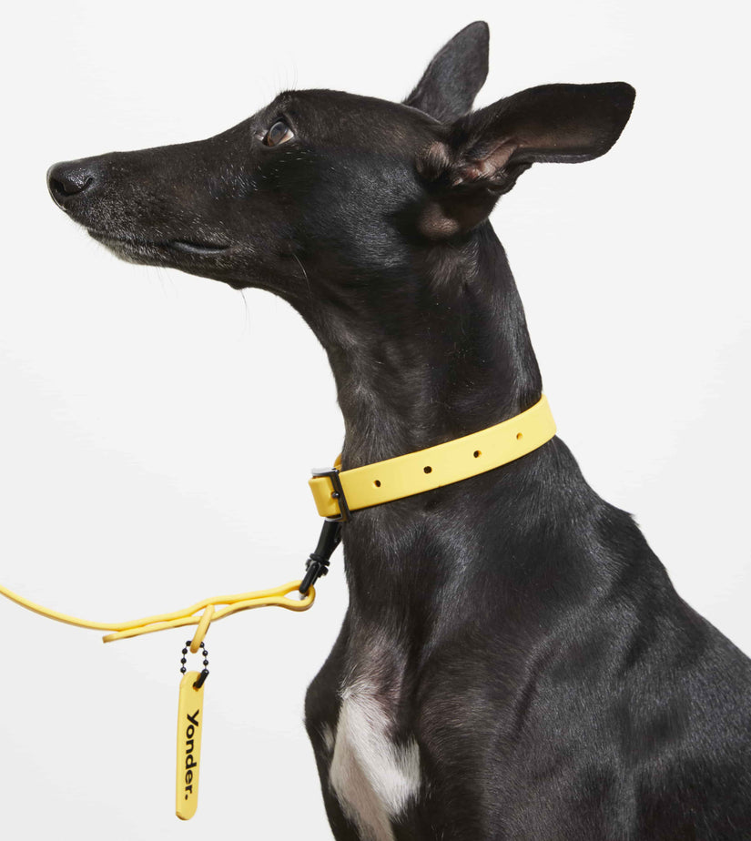 yellow dog collar and lead set