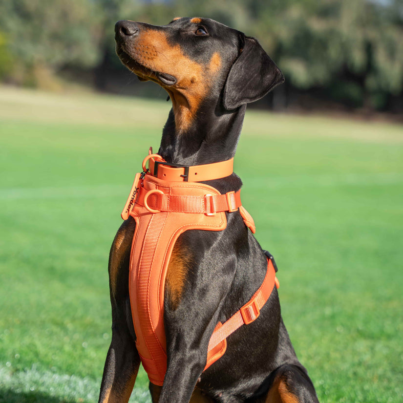 peach dog harness and lead set