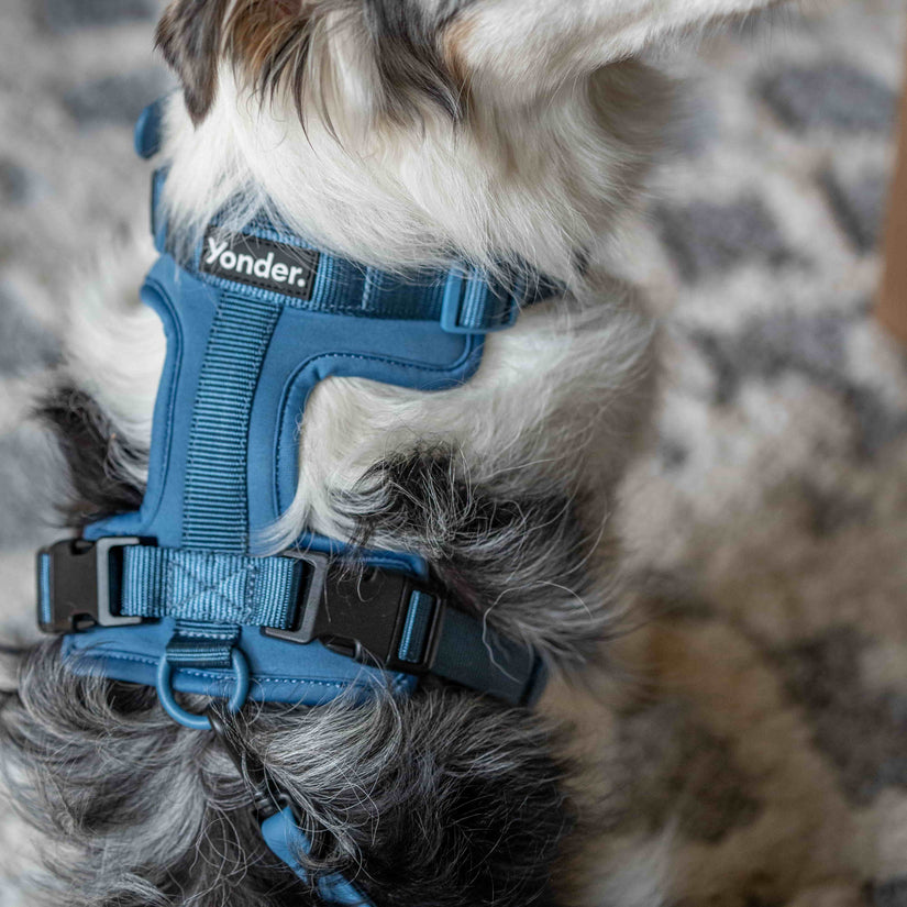 yonder dog blue harness