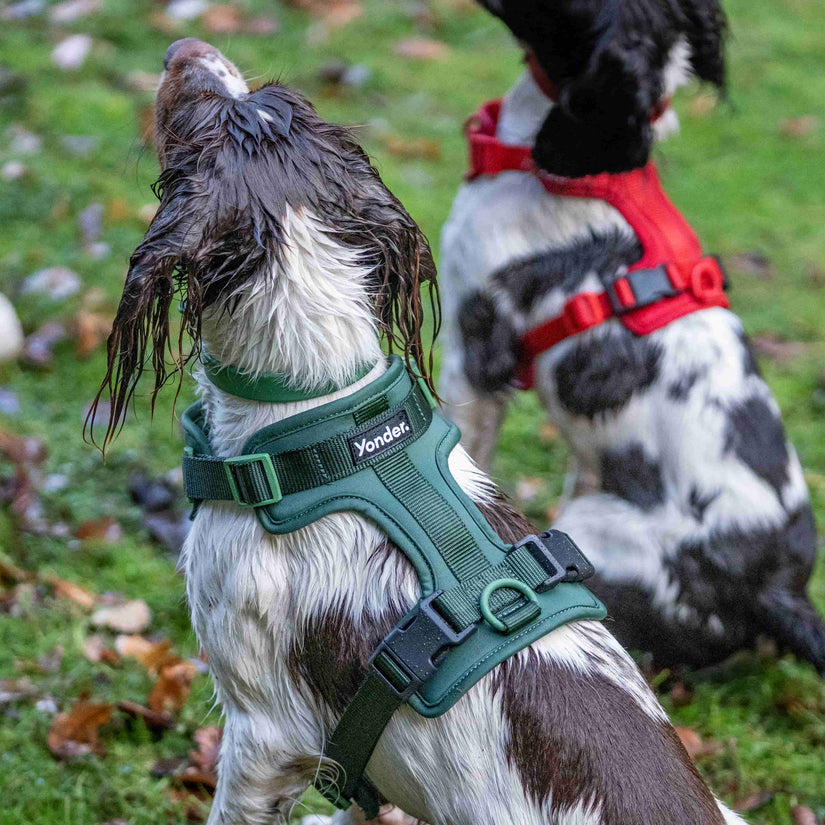 green yonder dog harness