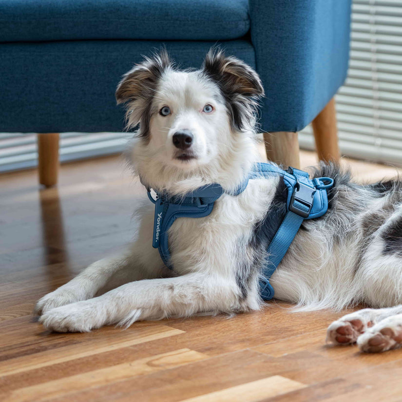 blue dog harness