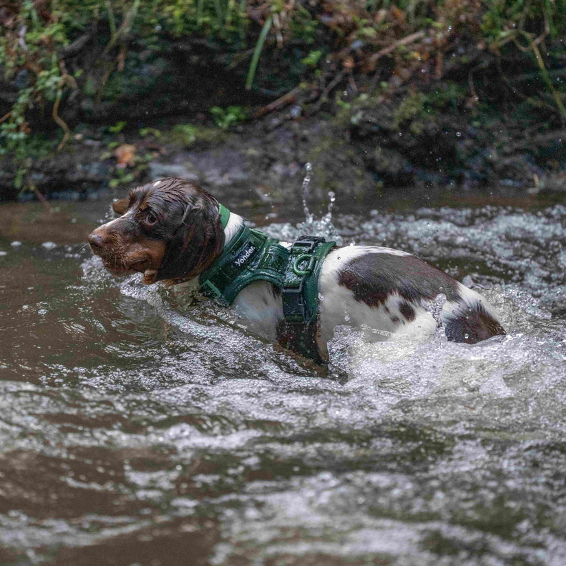 green yonder dog harness & collar