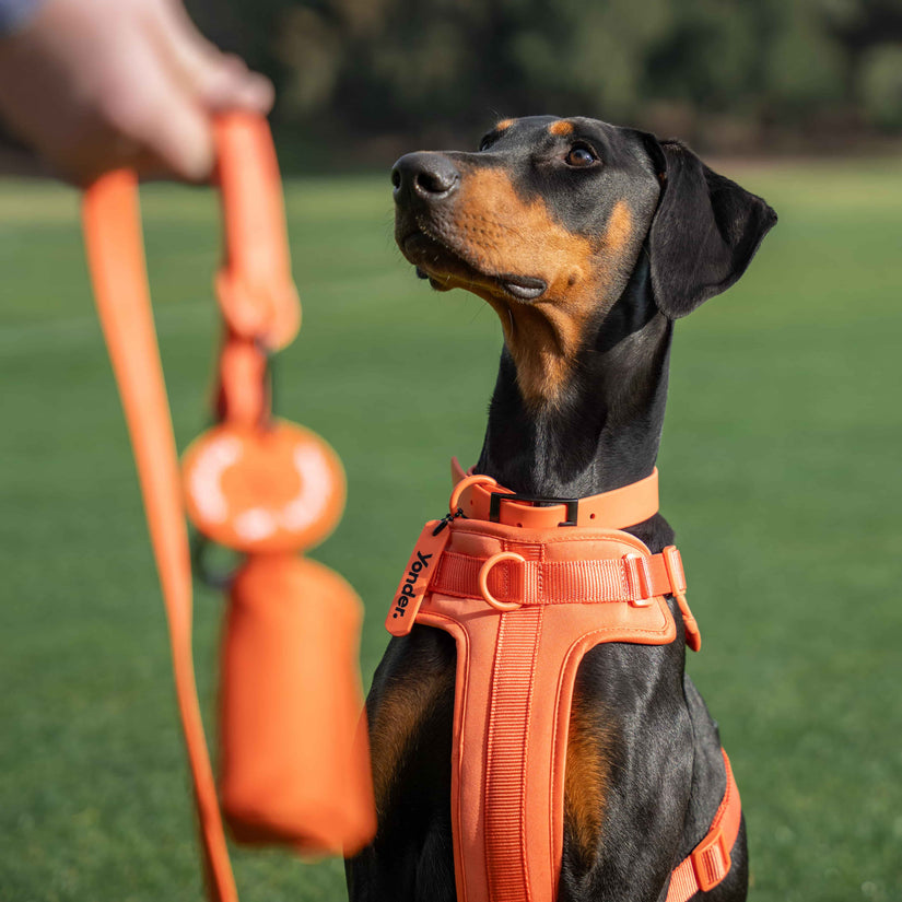 peach dog harness
