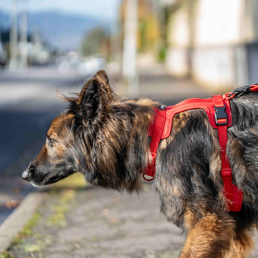 red yonder dog harness