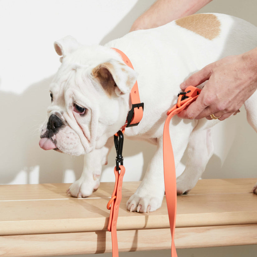 waterproof dog and puppy collar peach