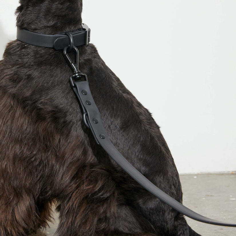 stylish black dog leads