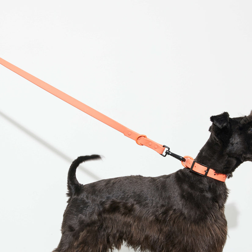 designer peach dog leads