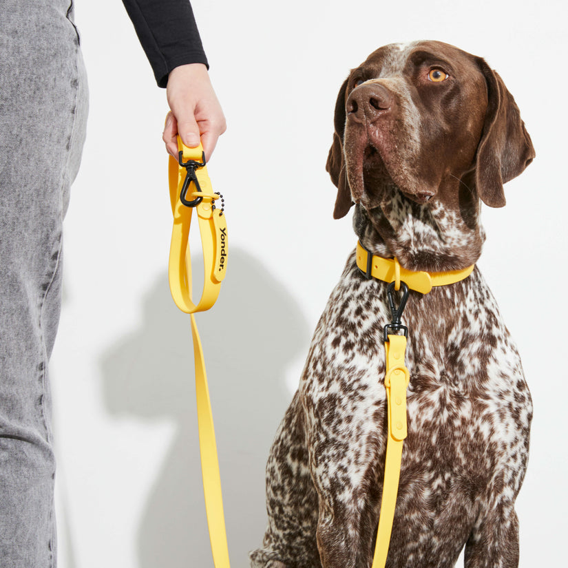 yellow dog leads in australia