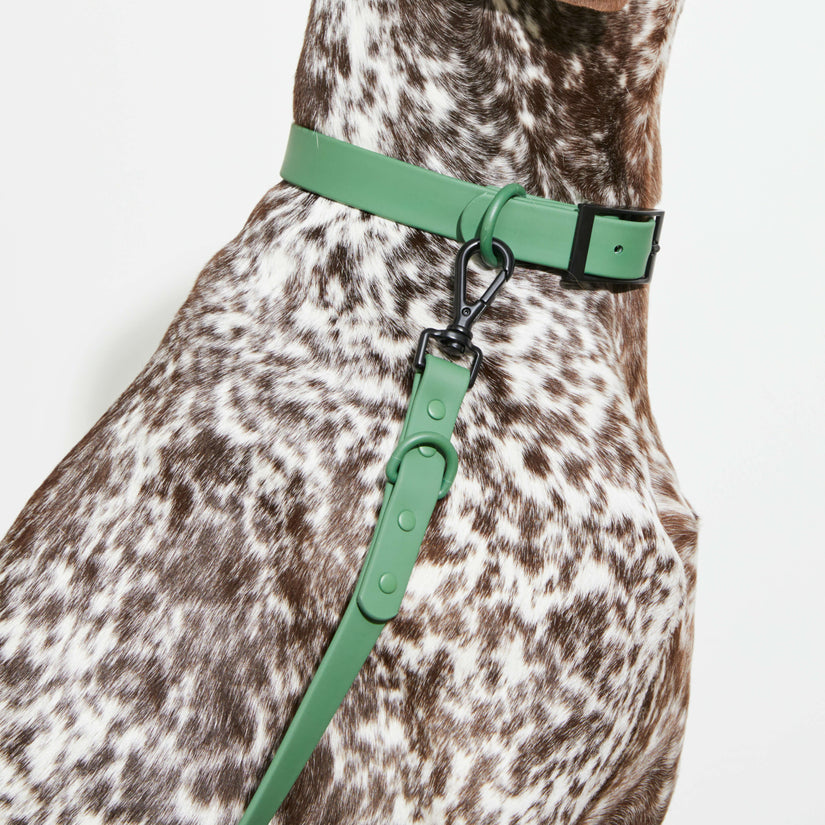 green dog collars and leads