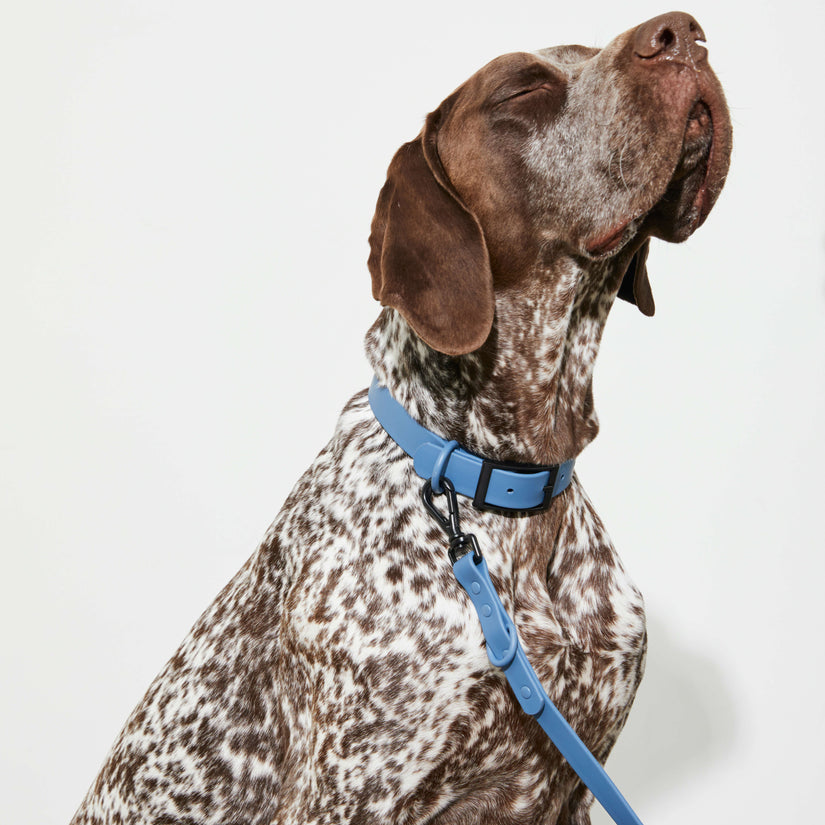 blue dog collar and lead