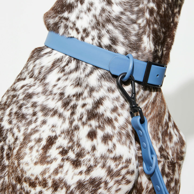 dog blue collars personalised