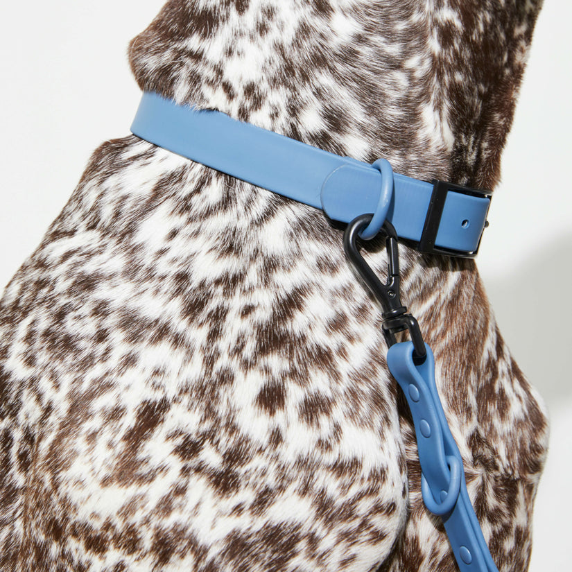 blue pvc dog collar
