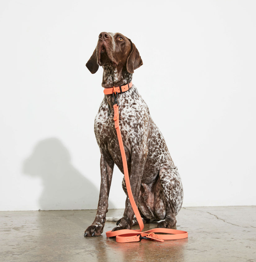 best lead for dogs peach