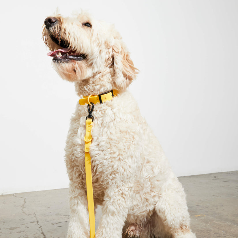 yellow dog collar and lead set