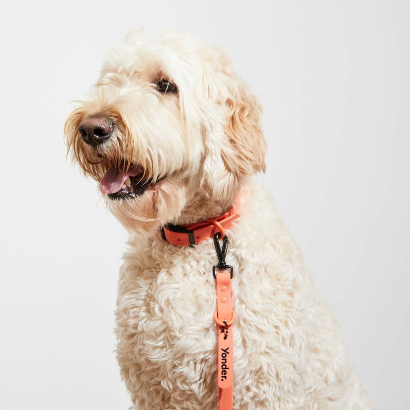 peach designer dog collars and leads
