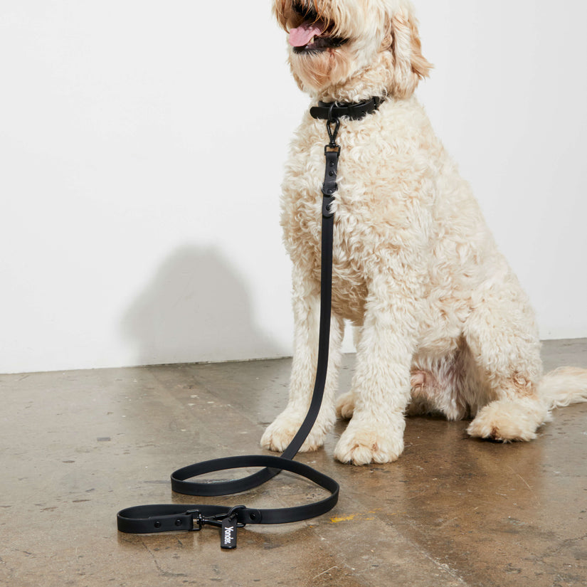 designer black dog leads in australia