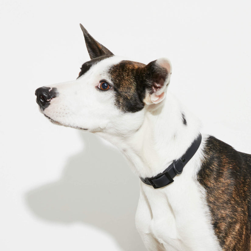 designer dog collars in australia