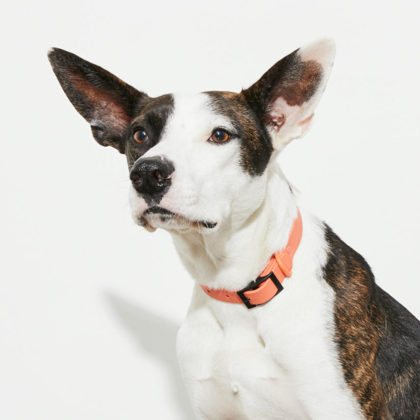 waterproof pvc dog collar peach
