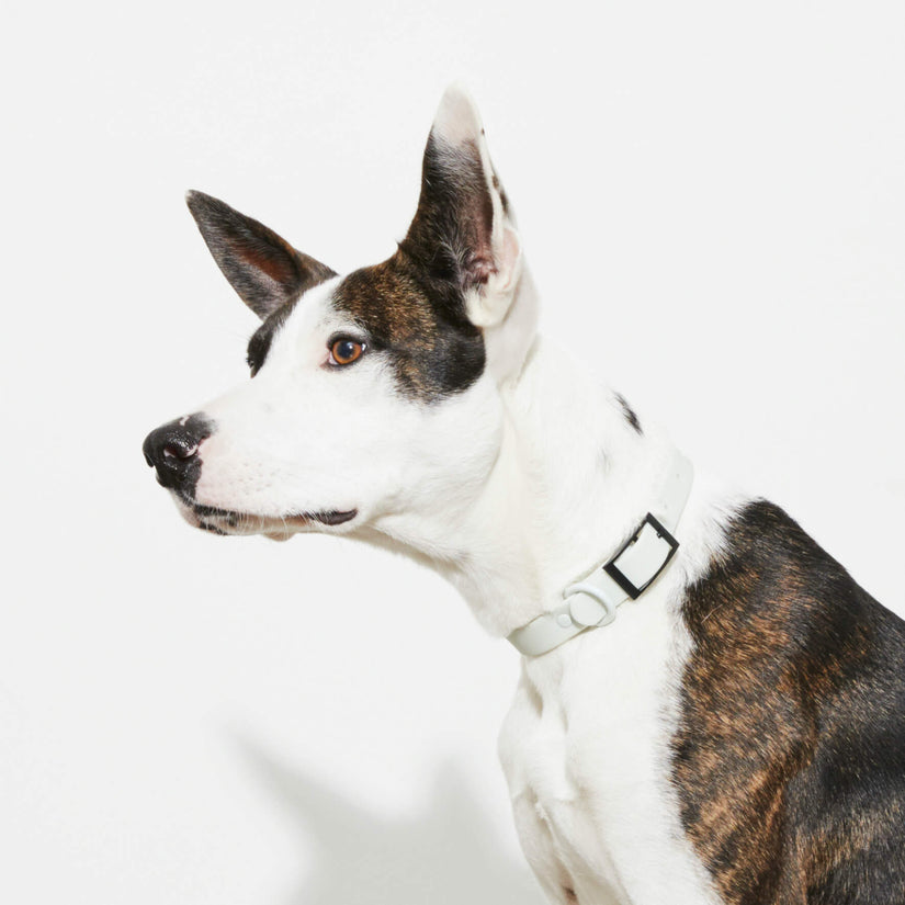 grey dog collar and lead set