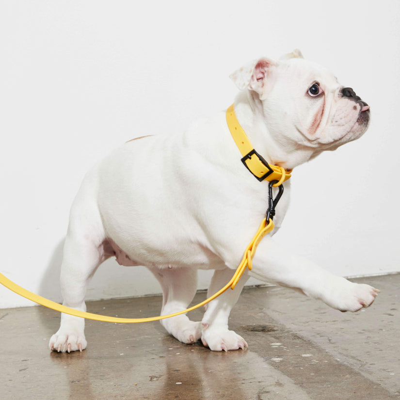 yellow waterproof dog collars and leads