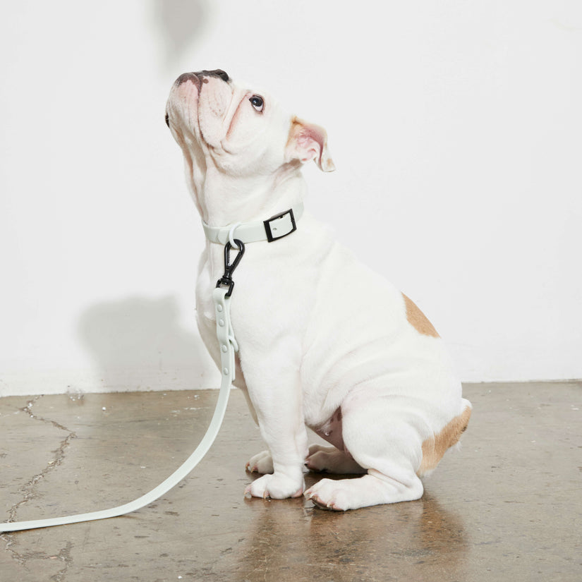 designer dog leads and collars