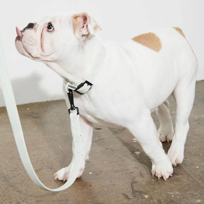 best grey dog leads