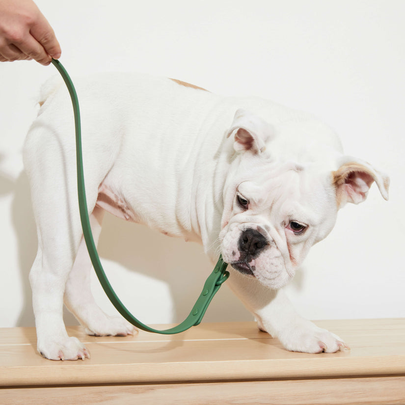 designer green dog leads