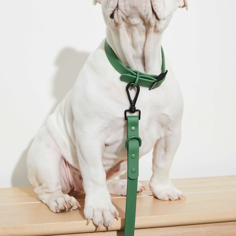 green dog collars and leads