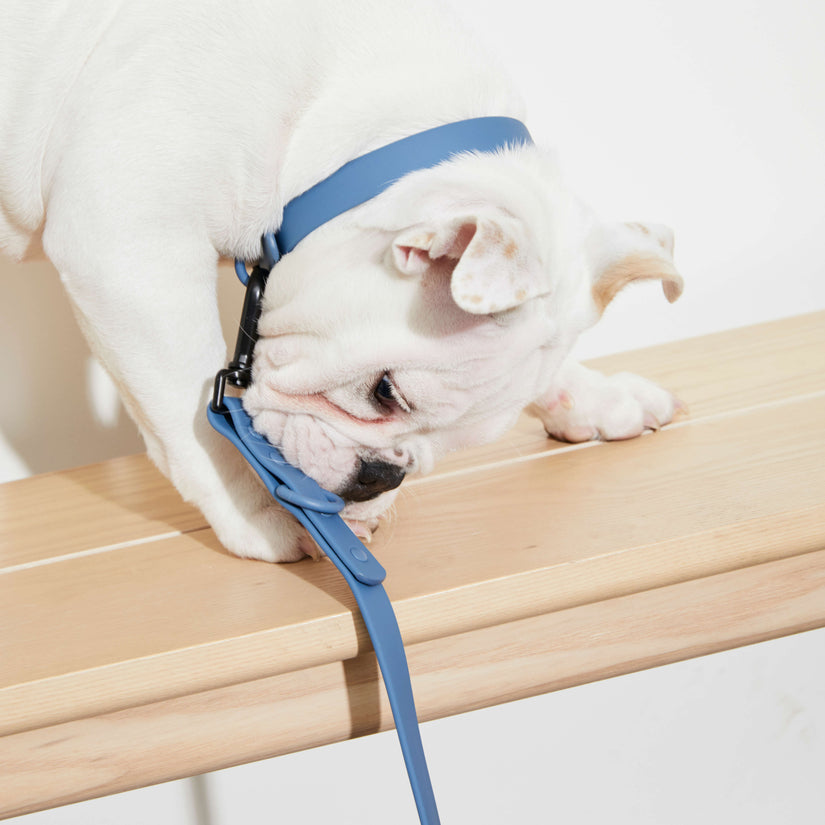 stylish dog lead blue
