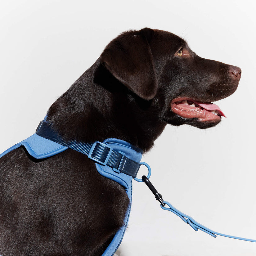 blue dog walk set