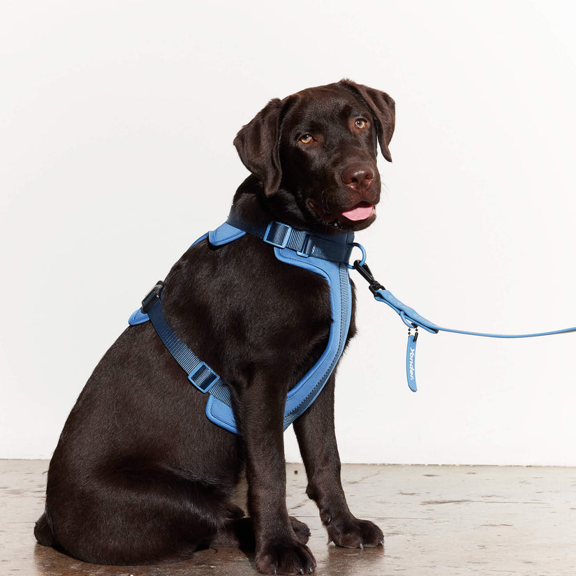 blue harness and lead