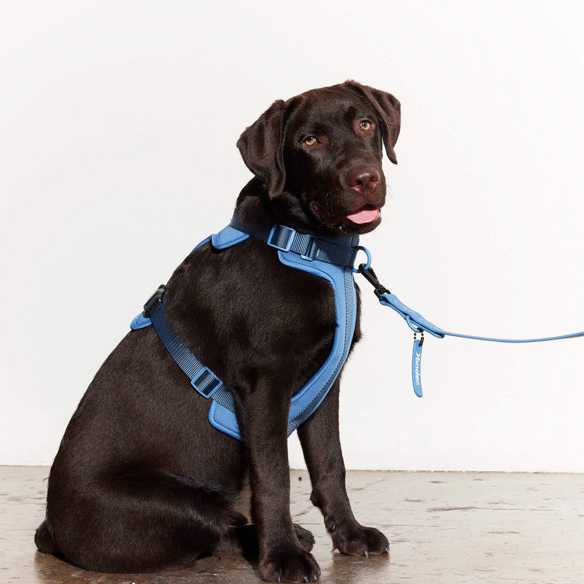 blue dog harness sets
