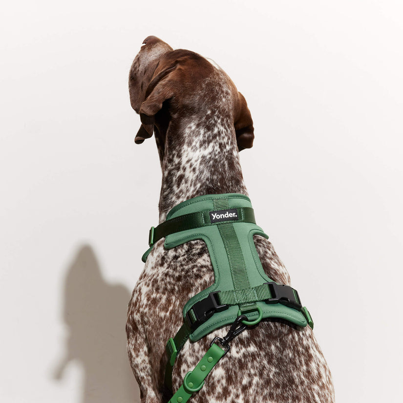 green dog harnesses