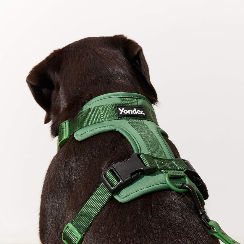 green harness set for dogs
