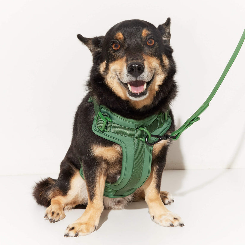 green dog walking set