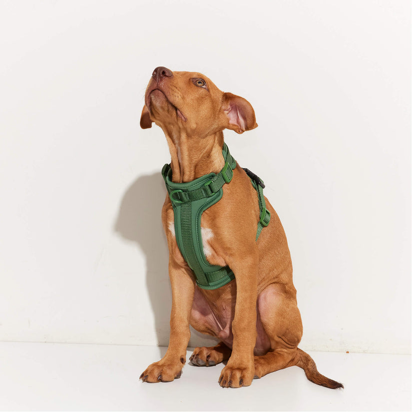 green dog harness for puppies