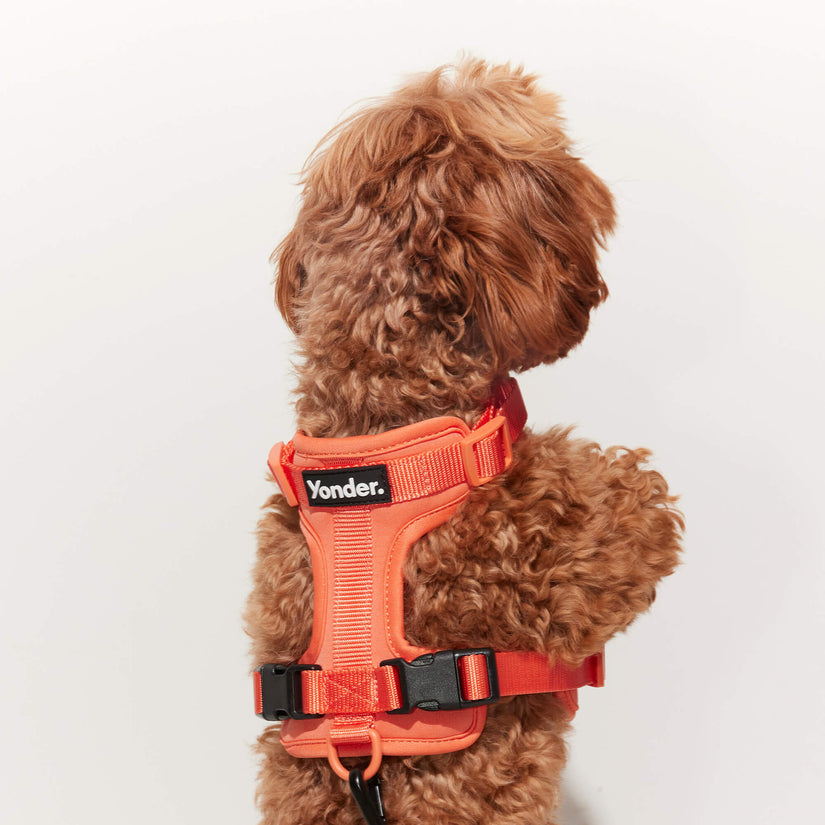 peach dog harness set
