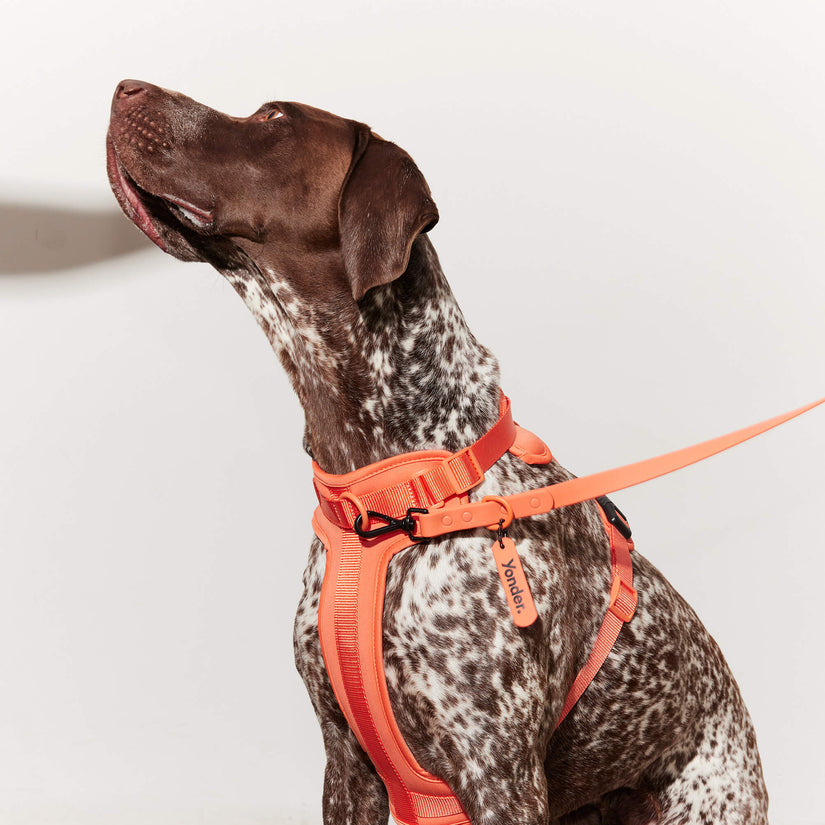 peach harness and lead