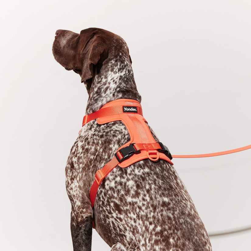 peach dog lead and harness