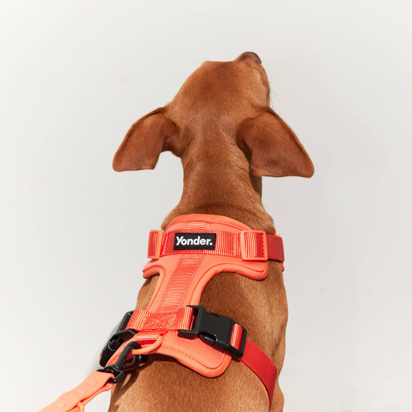 peach waterproof harness set for dogs