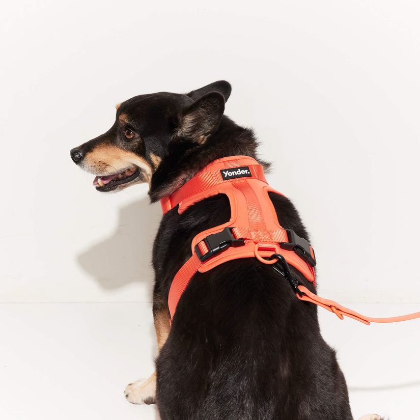 peach small dog harness for puppies