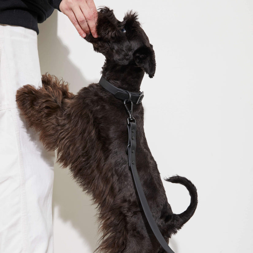 black dog collar and lead