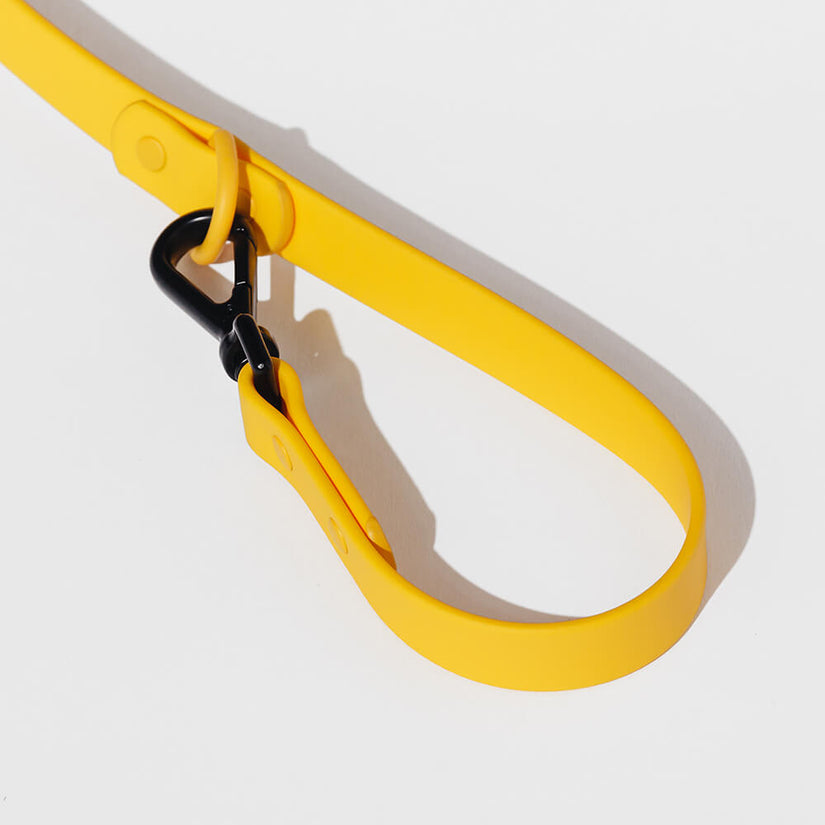 designer yellow dog leads