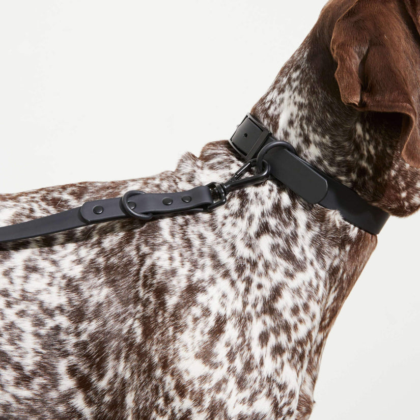 designer black dog collar and lead