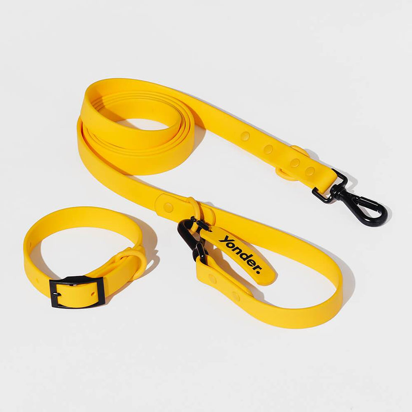 yellow dog collars and leads