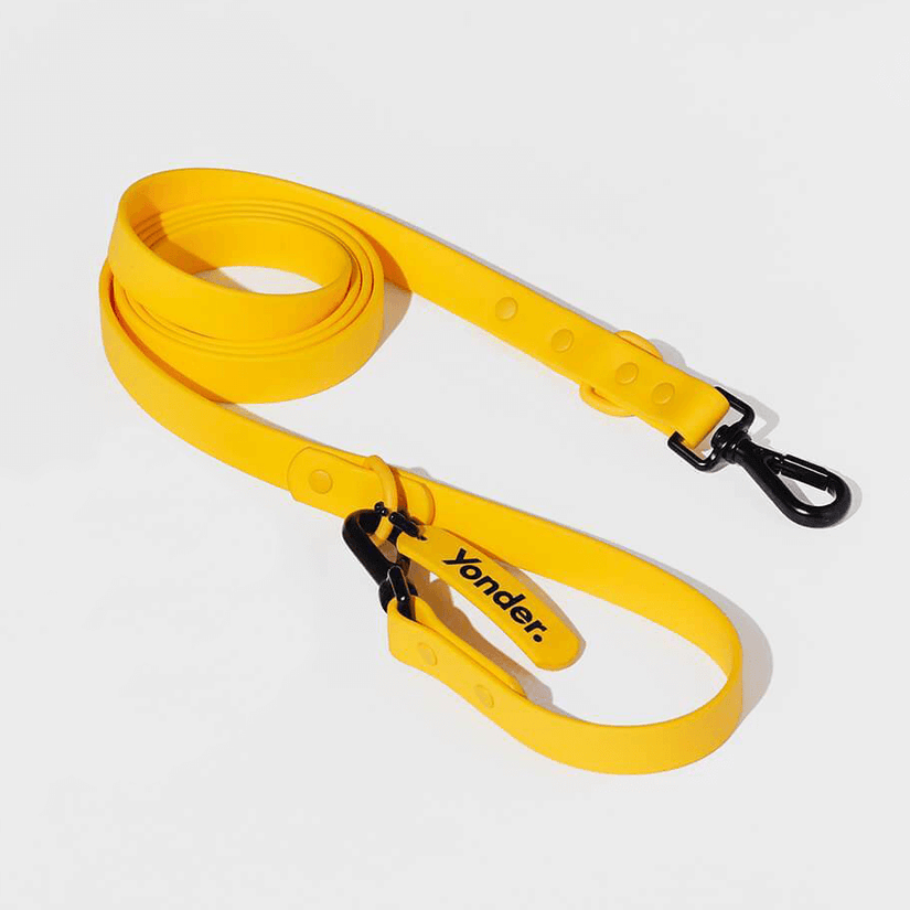 colourful yellow dog leads