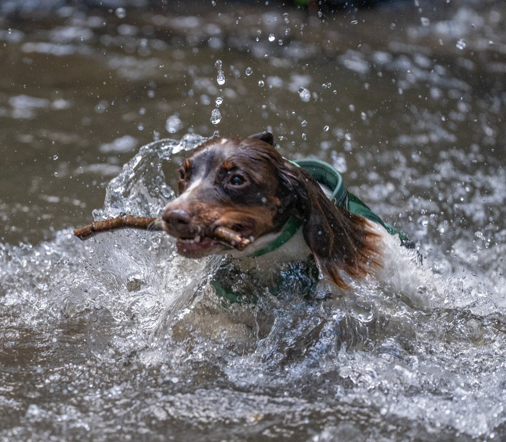 Water-Resistant vs. Waterproof: What’s Best for Your Dog?